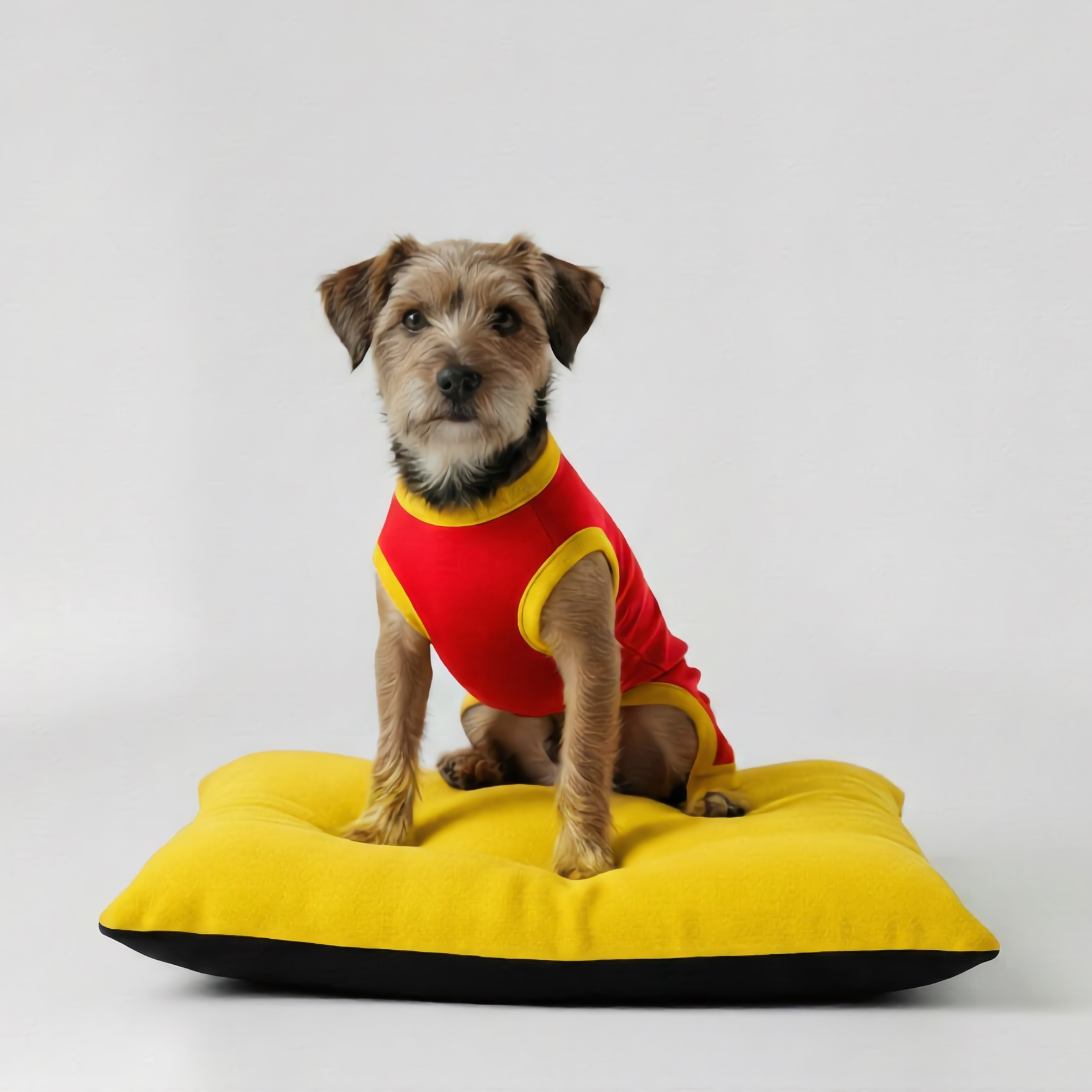 Boo Boo the Havanese